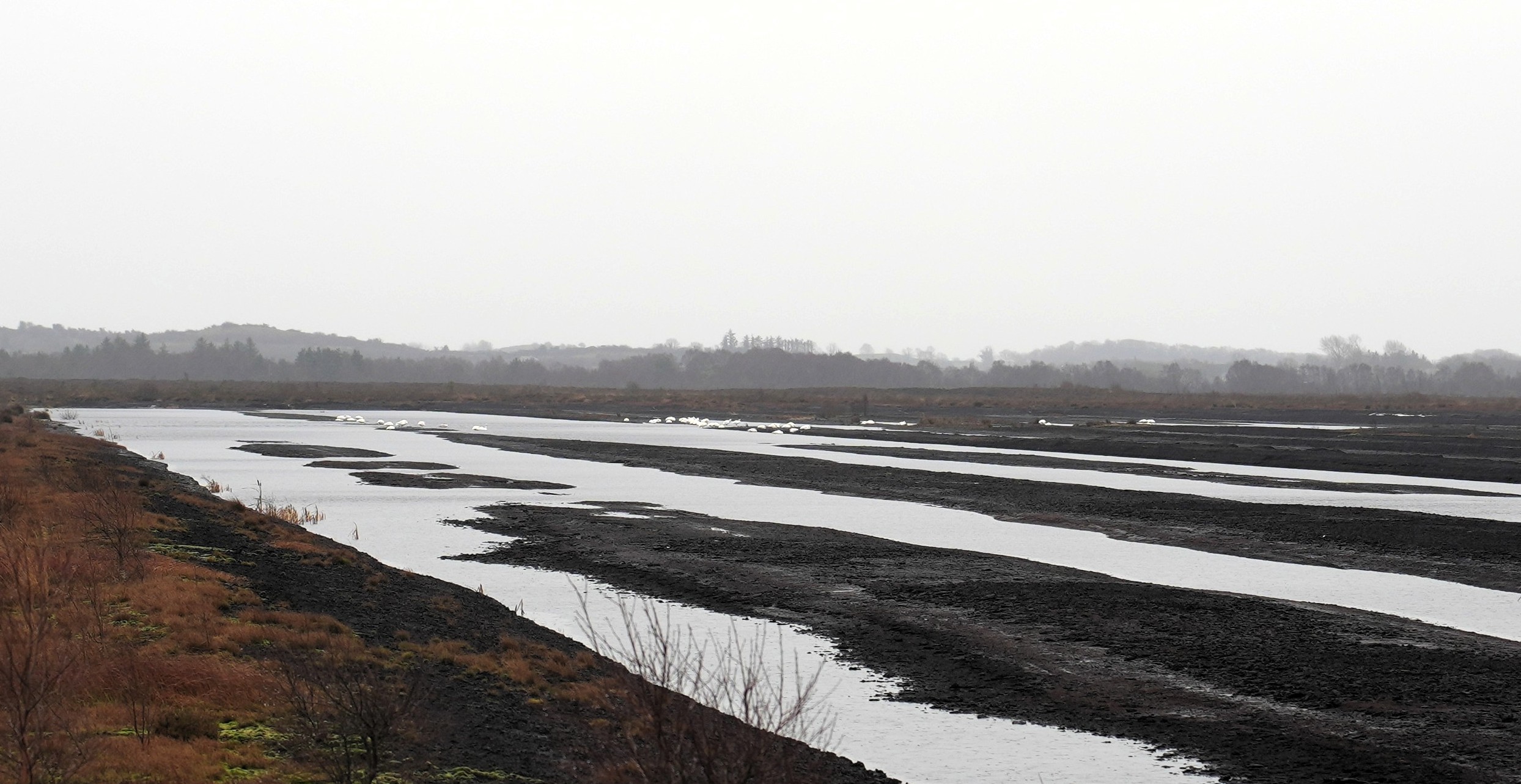 Whooper Swans roosting on Cornafulla Bog